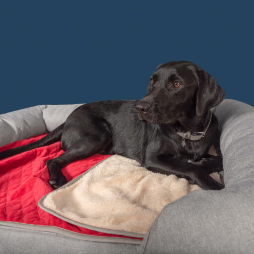 a black Labrador on a grey memory foam bolster bed with a luxury Christmas soft blanket