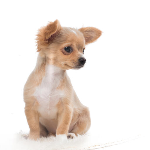 A light brown coated Chihuahua puppy with a soft coat