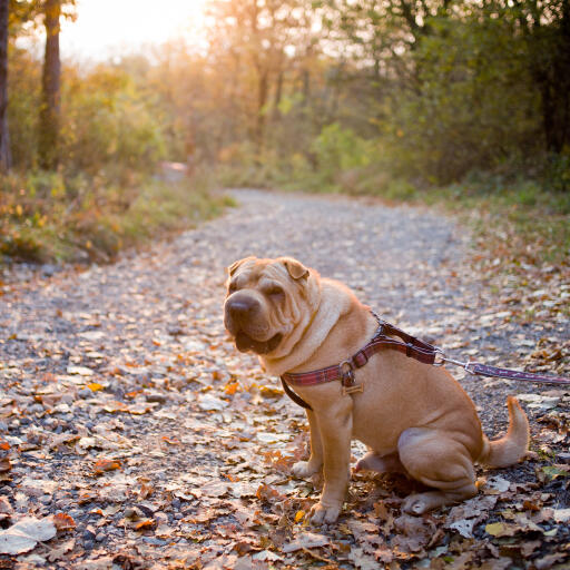 An adult Chinese Shar Pei sitting neatly outside