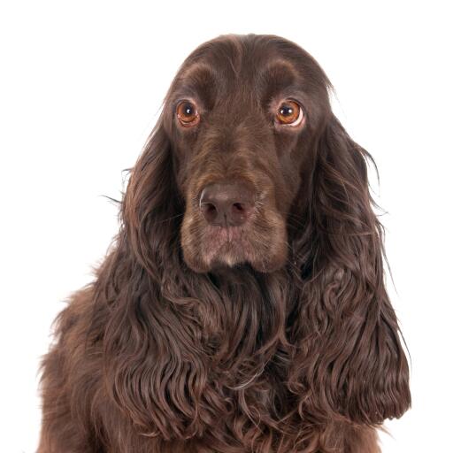 A gorgeous field spaniel with adorable eyes