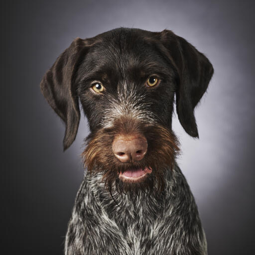 German shop wirehaired terrier