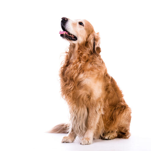 An adult Golden Retriever with a beautiful long, curly coat