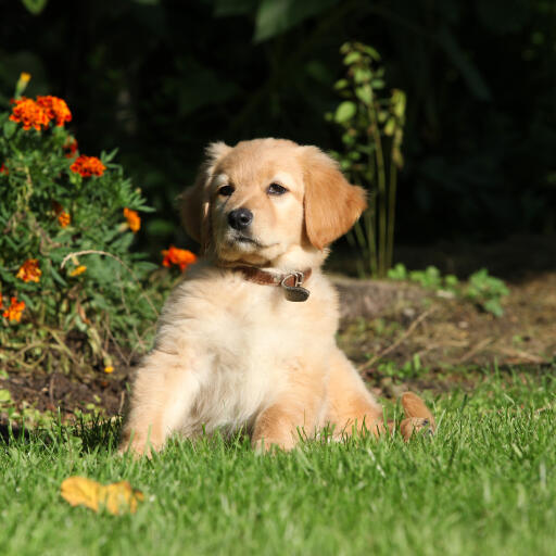 A lovely little Hovawart puppy with an incredible soft short coat and big floppy ears