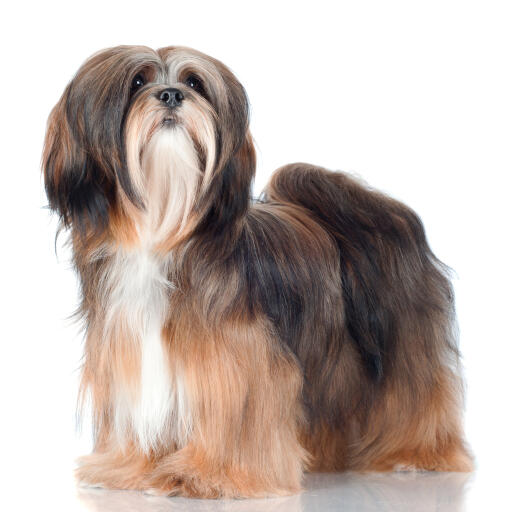 A beautiful Lhasa Apso with a well kept coat and big bushy tail