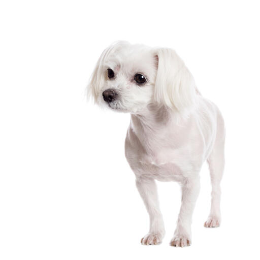 A lovely, little Maltese, showing off it's short white coat and floppy ears