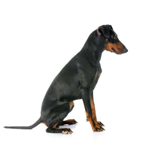 Jack russell cheap manchester terrier mix