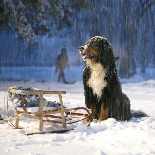 A big, strong Newfoundland waiting patienly in the snow for it's owner