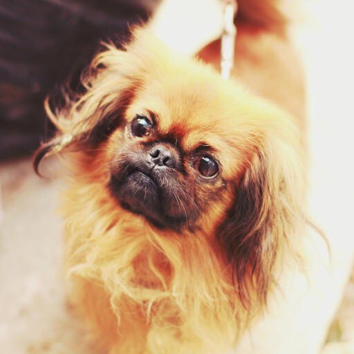 A close up of a Pekingese's stubby nose and beautiful, long ears