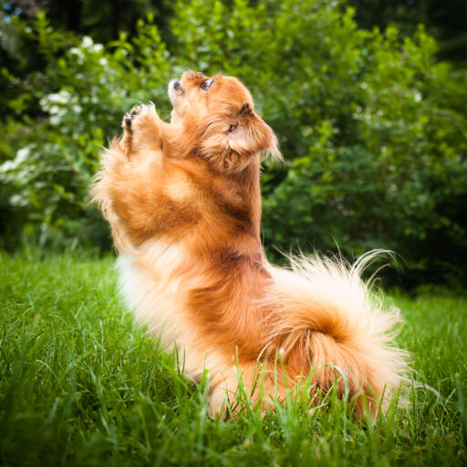 An excited, little Pekingese with a beautifully groomed coat