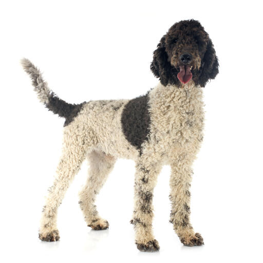 A beautiful curly coated Portuguese Water Dog standing tall