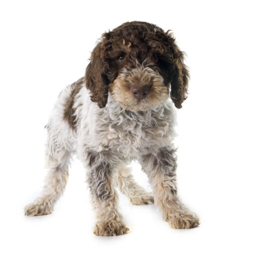 A young Portuguese Water Dog puppy standing confidently on all four paws
