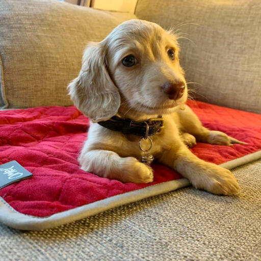 A dog enjoying the Omlet dog bed blanket.