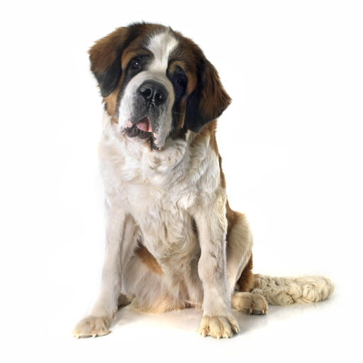 A great big adult Saint Bernard sitting, awaiting commands