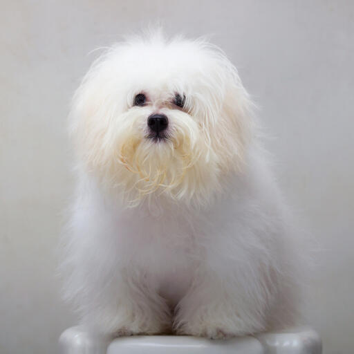 A Shih Tzu with a big fluffy coat, showing off it's scruffy beard