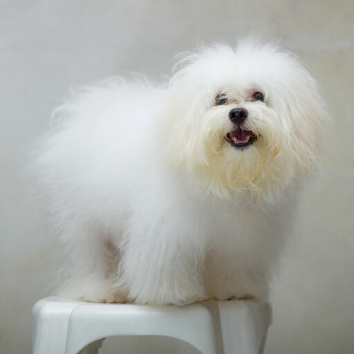 A lovely little Shih Tzu with an incredibly groomed white coat