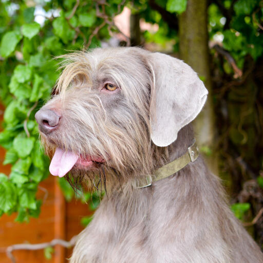 A close up of a Slovakian Rough Haired Pointer's incredible rough scruffy coat