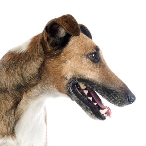 Long nose fox online terrier