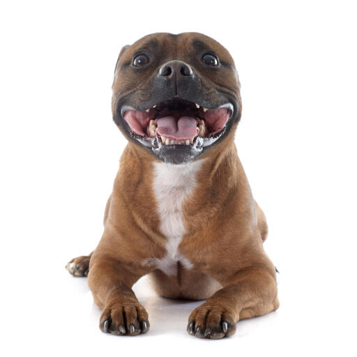 An excitable and playful young Staffordshire Bull Terrier panting