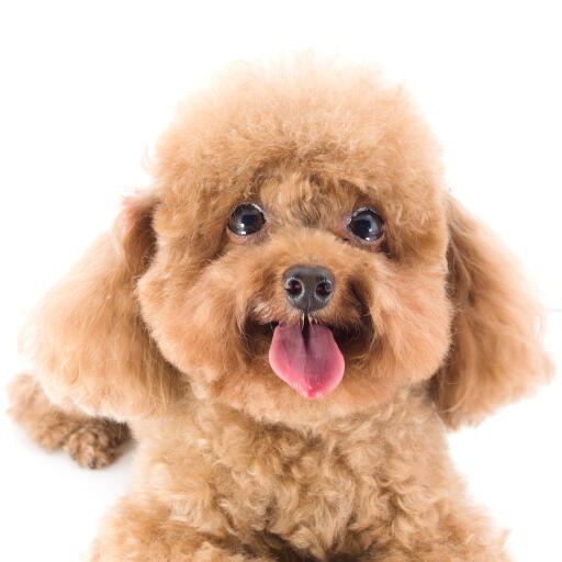 A close up of a Toy Poodle's beautiful little face