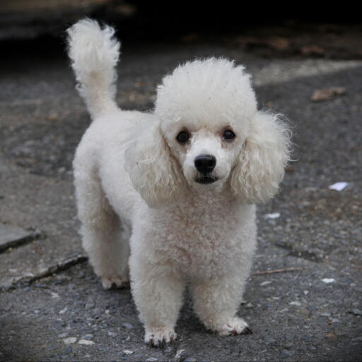 A wonderful, little, white coated Toy Poodle, showing off it's beautiful, tall tail