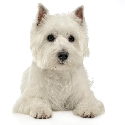 A mature West Highland Terrier lying neatly on the floor