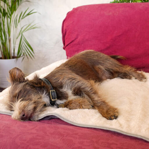 Dog Laying on Omlet Luxury Soft Dog Blanket