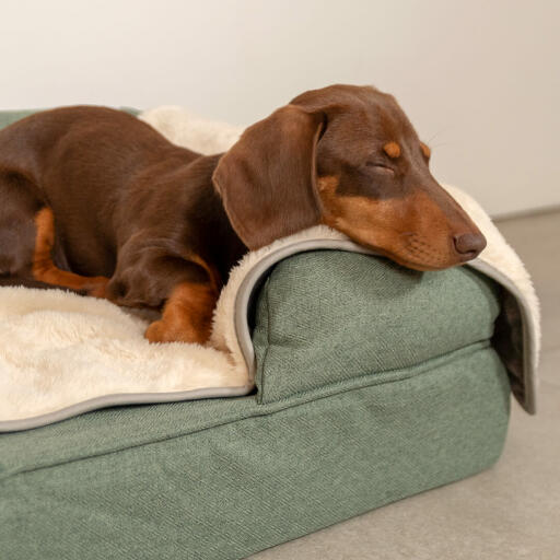 Padded dog blanket on sale