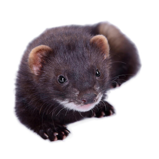 Black ferrets sale for sale