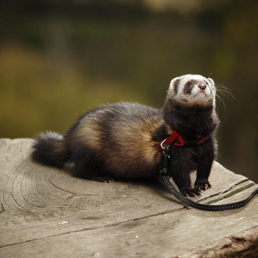 A beautiful little Sable Ferret with a lovely long tail