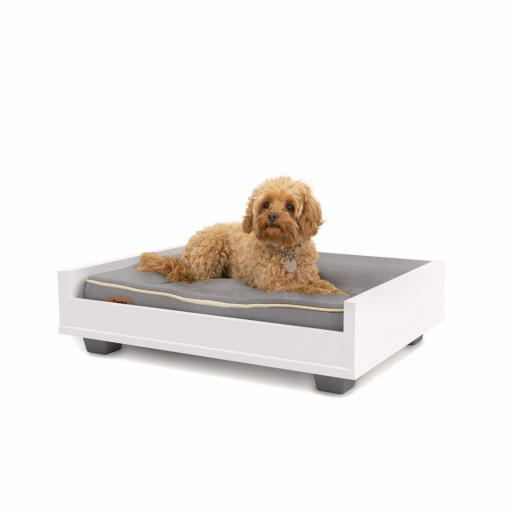 Raised dog sofa store bed