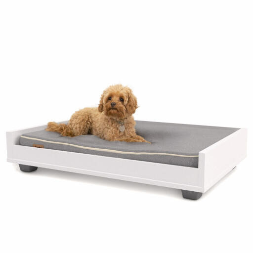 a small brown dog on a grey and white sofa bed