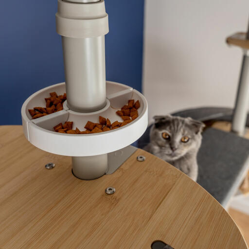 Cat looking at Freestyle Floor to Ceiling Cat Tree Treat Bowl
