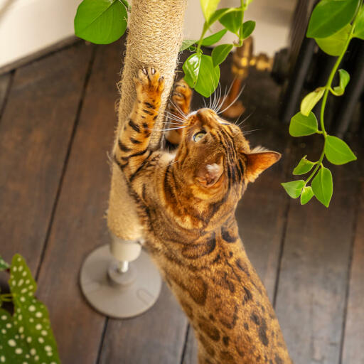 Sisal cat shop