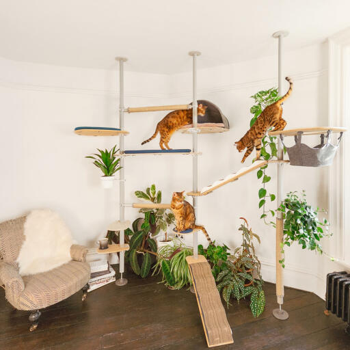 cats playing in the customisable indoor freestyle high cat tree