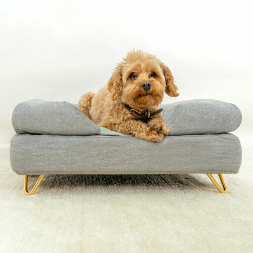 Dog sitting on Omlet Topology Dog Bed with Bolster Bed Topper and Gold Hairpin Feet