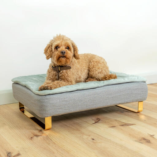 Dog sitting on Omlet Topology Dog Bed with Quilted Cover Topper and Gold Rail Feet