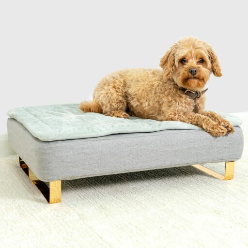 Dog sitting on Omlet Topology Dog Bed with Quilted Cover Topper and Gold Rail Feet