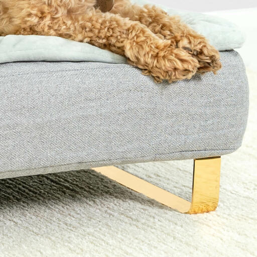 Close up of Dog sitting on Omlet Topology Dog Bed with Bolster Bed Topper and Gold Rail Feet