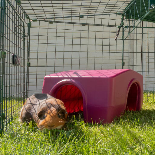 guinea pig stood outside a shelter in an animal run