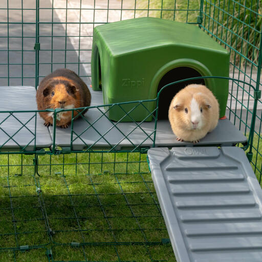 Two Guinea Pigs on Zippi Platforms with Green Zippi Shelter inside of Omlet Zippi Guinea Pig Playpen