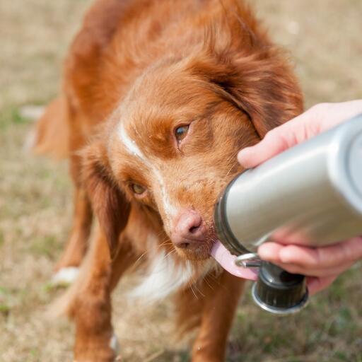 Dog licking water from Long Paws dog water bottle