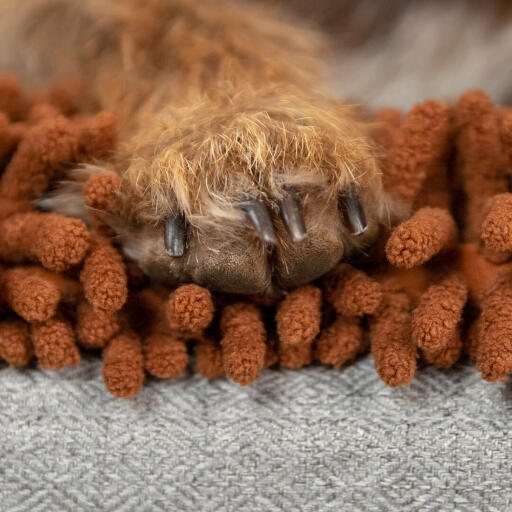 Close up of dog paw on Omlet Topology Dog Bed with Microfiber Topper