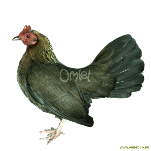 Old English Game <br> Partridge Female