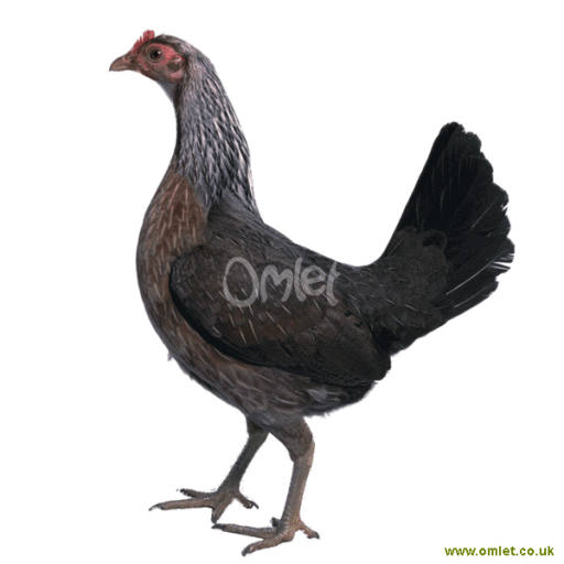 Old English Game - Duck Wing Female