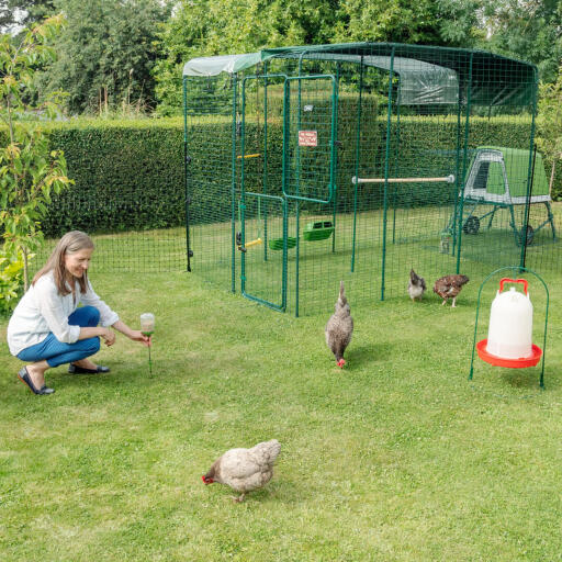 A woman putting a chicken treat toy into the ground for chickens.