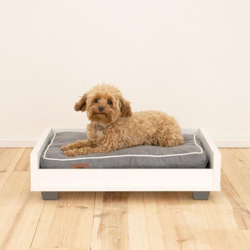Bed height dog sale bed