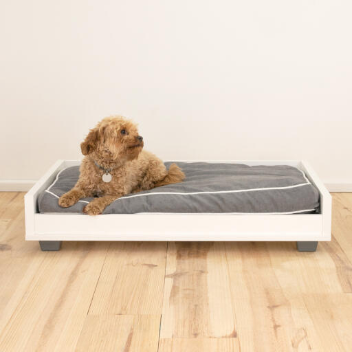 a small brown dog on a grey and white sofa bed