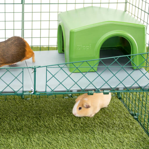 Two Guinea Pigs inside of Omlet Zippi Guinea Pig Playpen with Zippi Platforms and Green Zippi Shelter