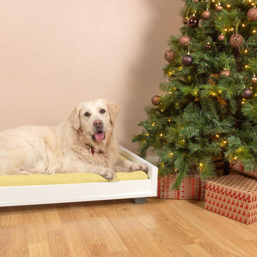 a golden retriever sat on a yellow and white dog sofa bed next to a Christmas tree