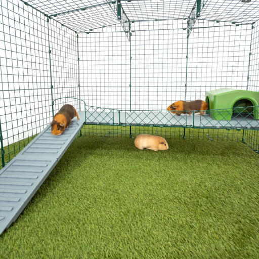 Guinea on sale pig ramp